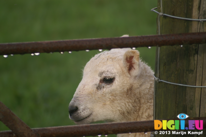 D7D00471 Lamb behind fence